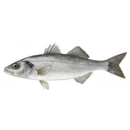 Lubina Aparello Kg