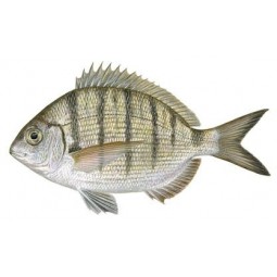 Sargo Escamudo 300/500 Gr