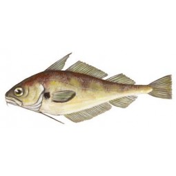 Faneca Mediana 6/8 Piezas