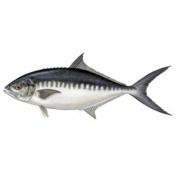 Lirio 25-28P/Kg