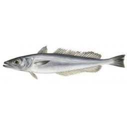 Pescadilla Ev. 300-500 Gr