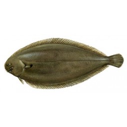 Lenguado 300/500
