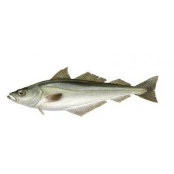 Badeixo 2/3
