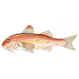 Salmonete  +300