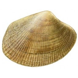 Xaponesa Mediana