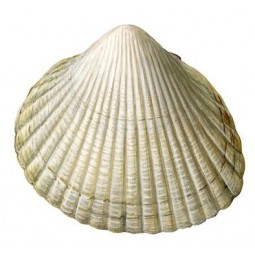Berberecho Pequeño
