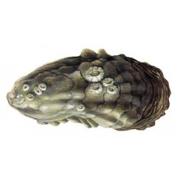 Ostra Rizada