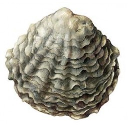 Ostra Plana Especial