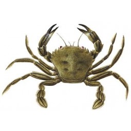 Necora Ria Pequeña 9/12