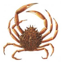 Centolla Femia