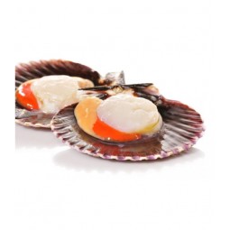 Vieira del Pacifico 30/40  IQF