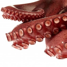Pulpo T3